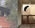 Captan oso en vivienda de San Pedro Garza García