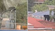 Osos en San Pedro, Nuevo León