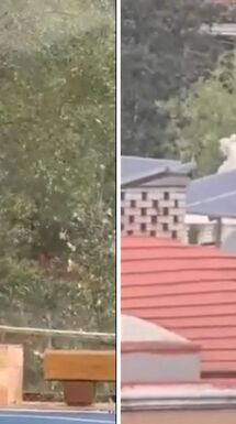 Osos en San Pedro, Nuevo León