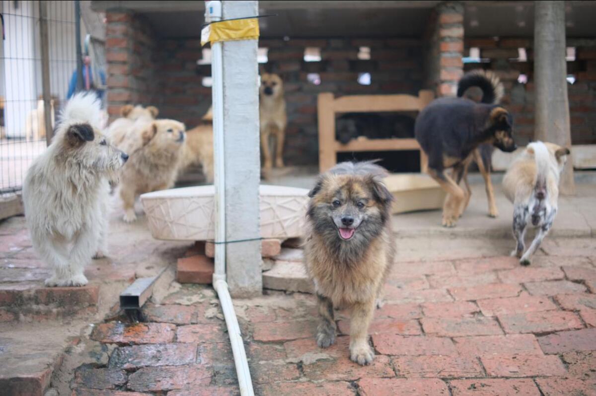 Los perros en adopción fueron protagonistas durante la jornada realizada en Parque Centro.
