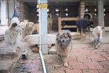 Los perros en adopción fueron protagonistas durante la jornada realizada en Parque Centro.