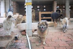 Los perros en adopción fueron protagonistas durante la jornada realizada en Parque Centro.