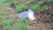 Localizan a un hombre sin vida en Gómez Farías.