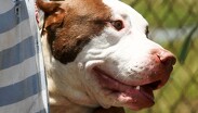 Tras la agresión, los perros ingresaron a una vivienda, por lo que se investigarán sus condiciones de vida / Agencia Cuartoscuro (Ilustrativa)