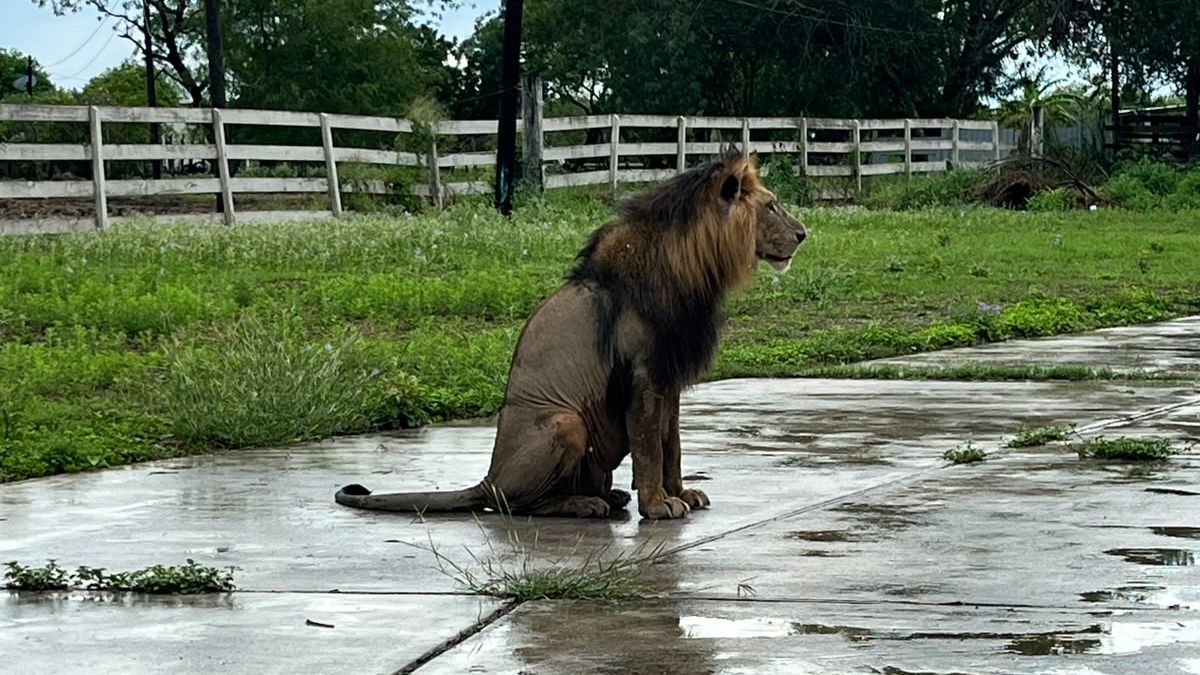 El felino fue localizado dentro de un predio.| Especial