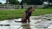 El felino fue localizado dentro de un predio.| Especial