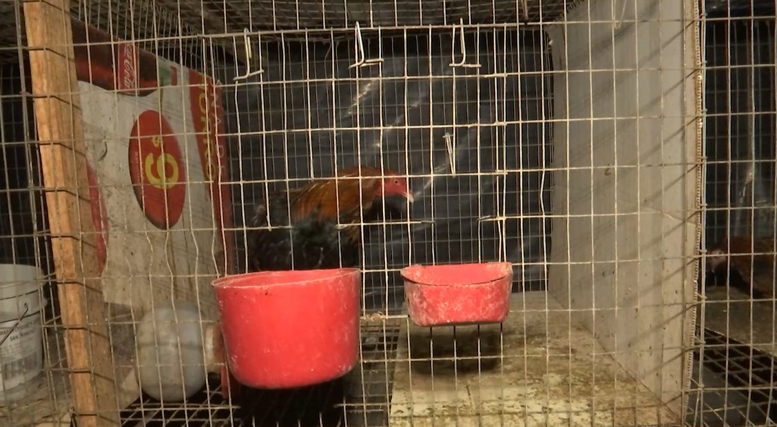 El hijo del dueño de la casa señaló que los gallos solo cantan cuando deben hacerlo.