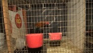 El hijo del dueño de la casa señaló que los gallos solo cantan cuando deben hacerlo.