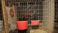 El hijo del dueño de la casa señaló que los gallos solo cantan cuando deben hacerlo.