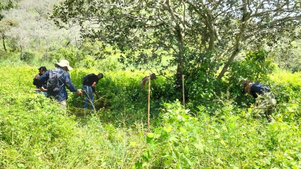 Investigan posible centro de exterminio e incineración en Nayarit.