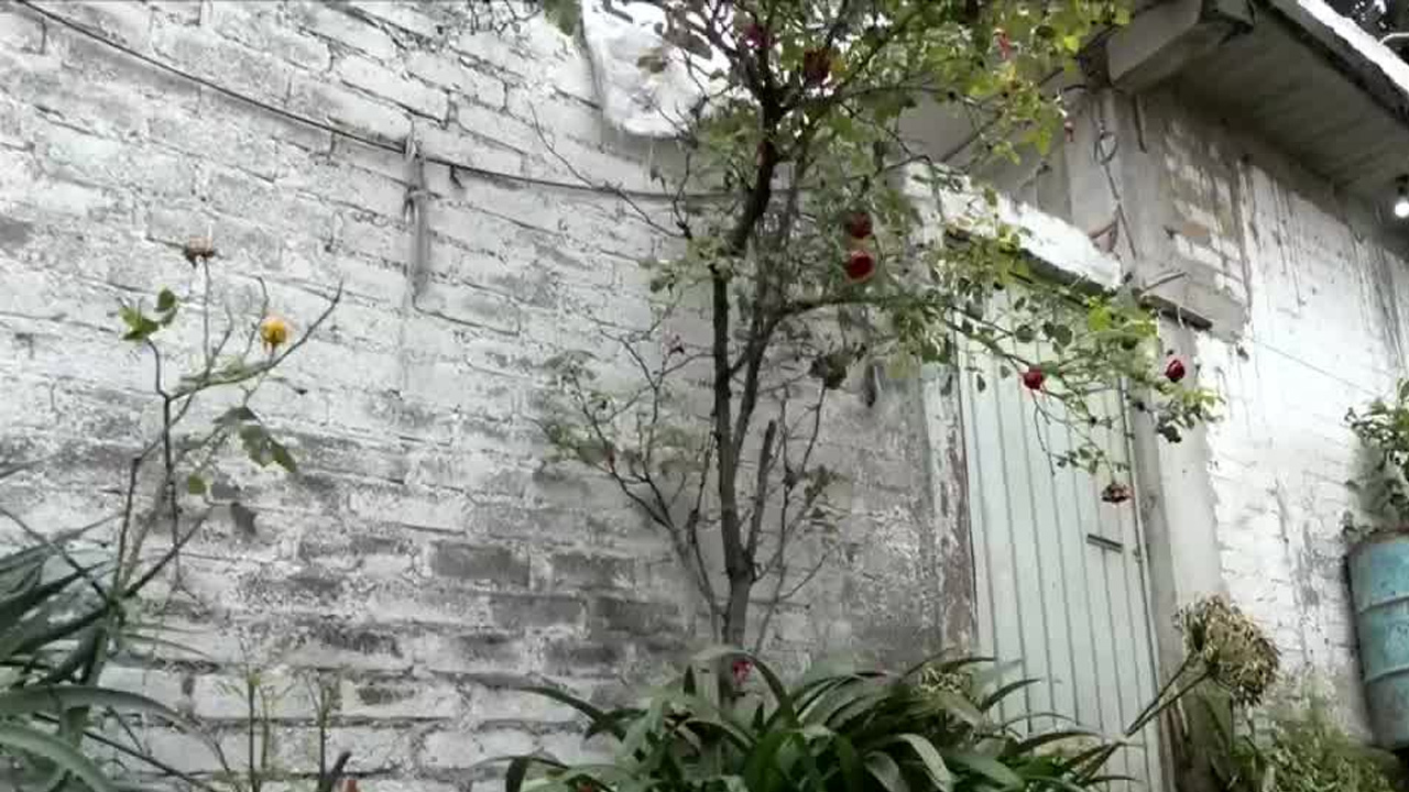 Rescatan a tres pitbull tras ser captados devorando a otro perro en Tlalpan