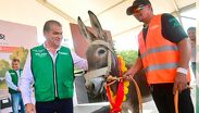 Los beneficiarios reciben capacitación vial y licencia de conducir, mientras asociaciones animalistas acompañan la adopción de los equinos jubilados.