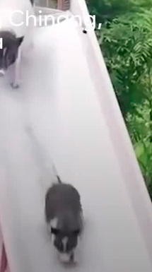 Cerditos se hacen virales al deslizarse por un tobogán