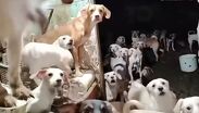 Denuncias vecinales destapan hacinamiento de animales en Iztapalapa. TD Vespertino CdMx, 08 de octubre 2026