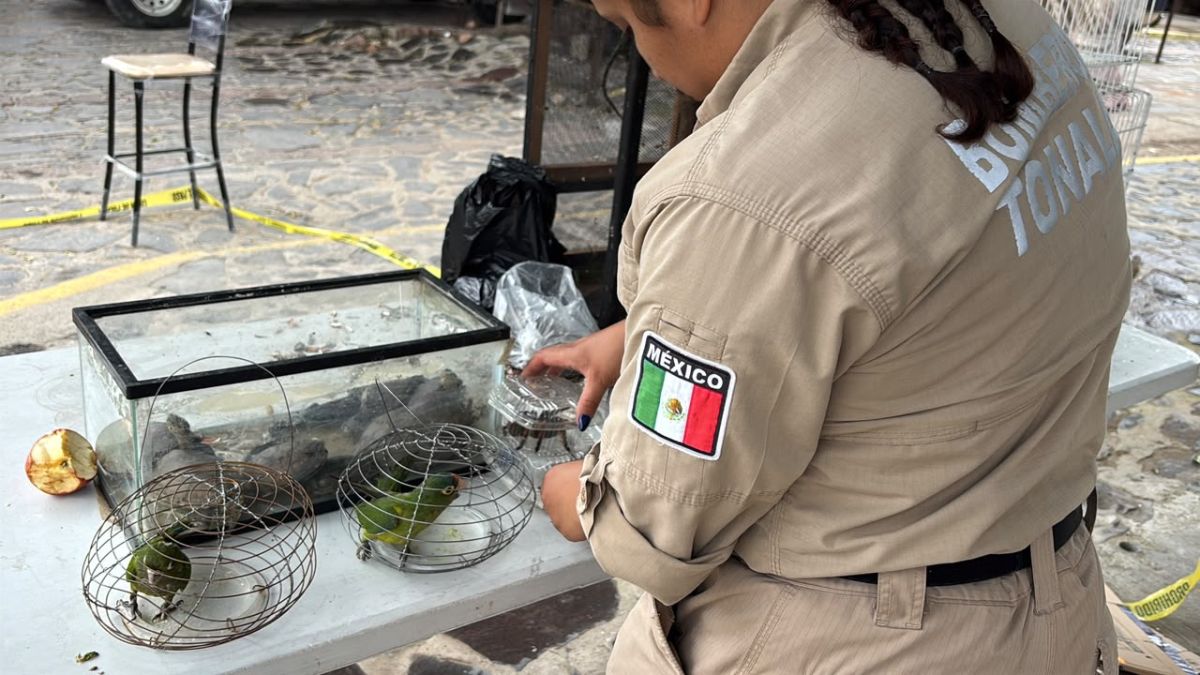 Tres hombres detenidos por presunta comercialización de animales exóticos en Tonalá. | Policía de Tonalá vía Facebook.