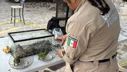 Tres hombres detenidos por presunta comercialización de animales exóticos en Tonalá. | Policía de Tonalá vía Facebook.