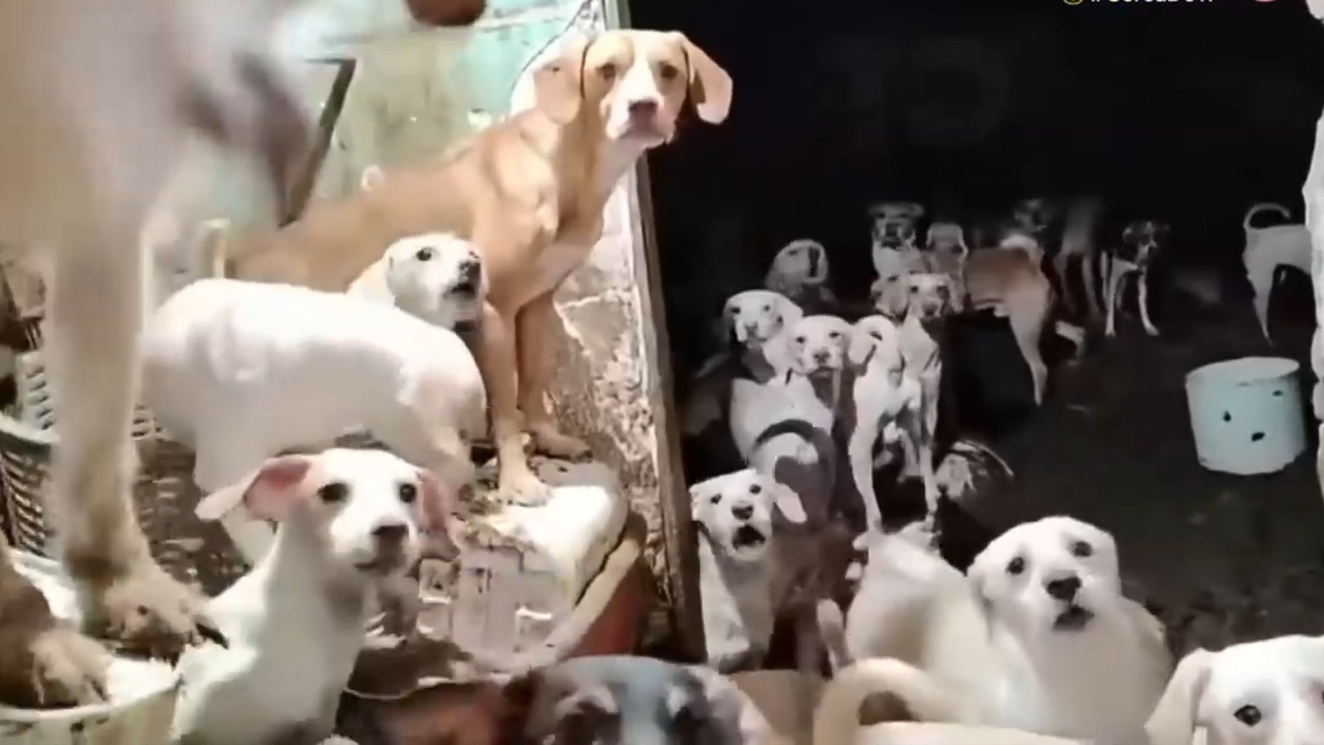 Rescatan a más de 30 perros y gatos hacinados en una casa de Iztapalapa, CdMx