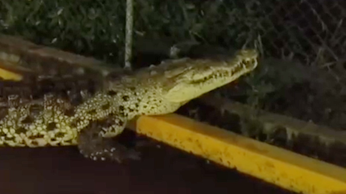 Protección Civil Municipal exhortó a la población a extremar precauciones ante la presencia de estos reptiles