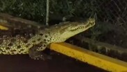 Protección Civil Municipal exhortó a la población a extremar precauciones ante la presencia de estos reptiles