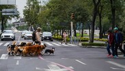 Recuerda seguir las indicaciones de las autoridades viales.
