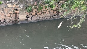 El arrojo presenta visibles muestras de contaminación.