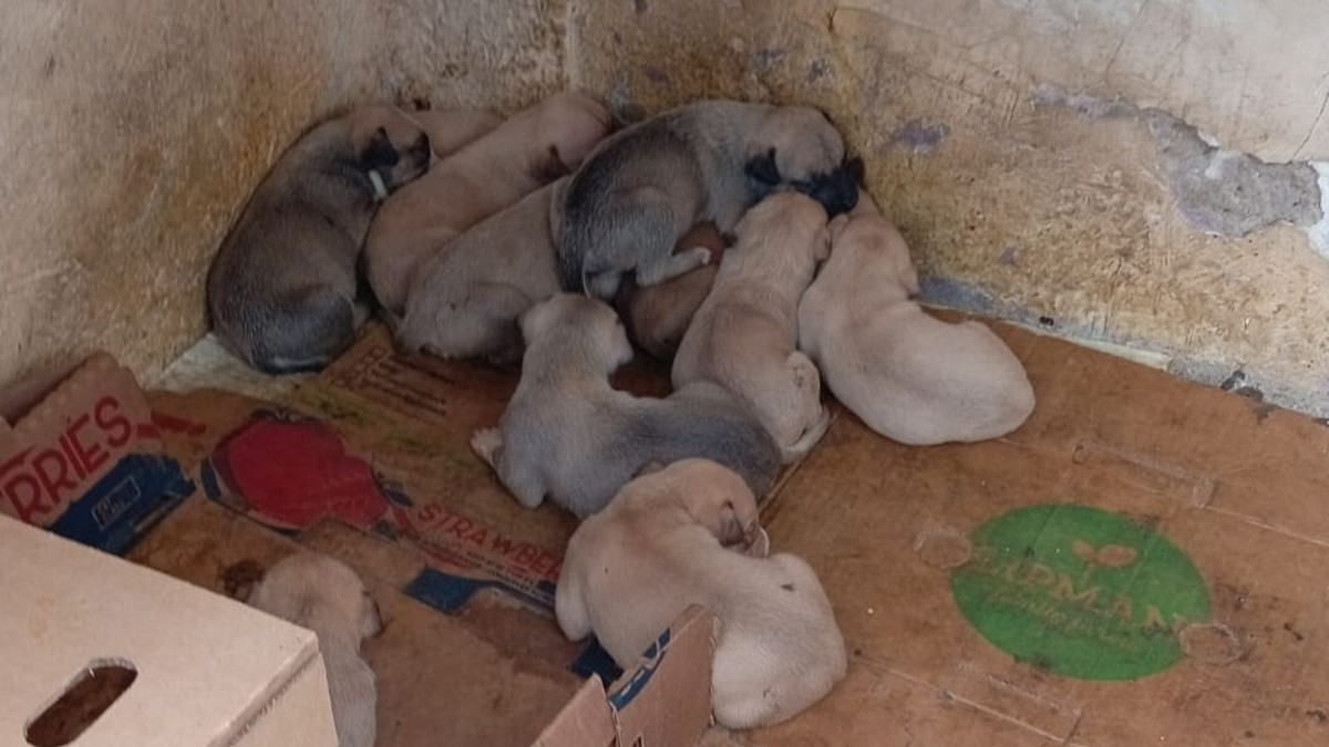 La perrita dejó a 11 cachorros recién nacidos.