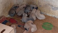La perrita dejó a 11 cachorros recién nacidos.