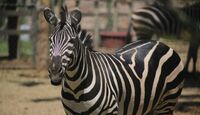 El Zoológico de León rechazó que la cebra haya muerto por falta de atención. | Dany Béjar