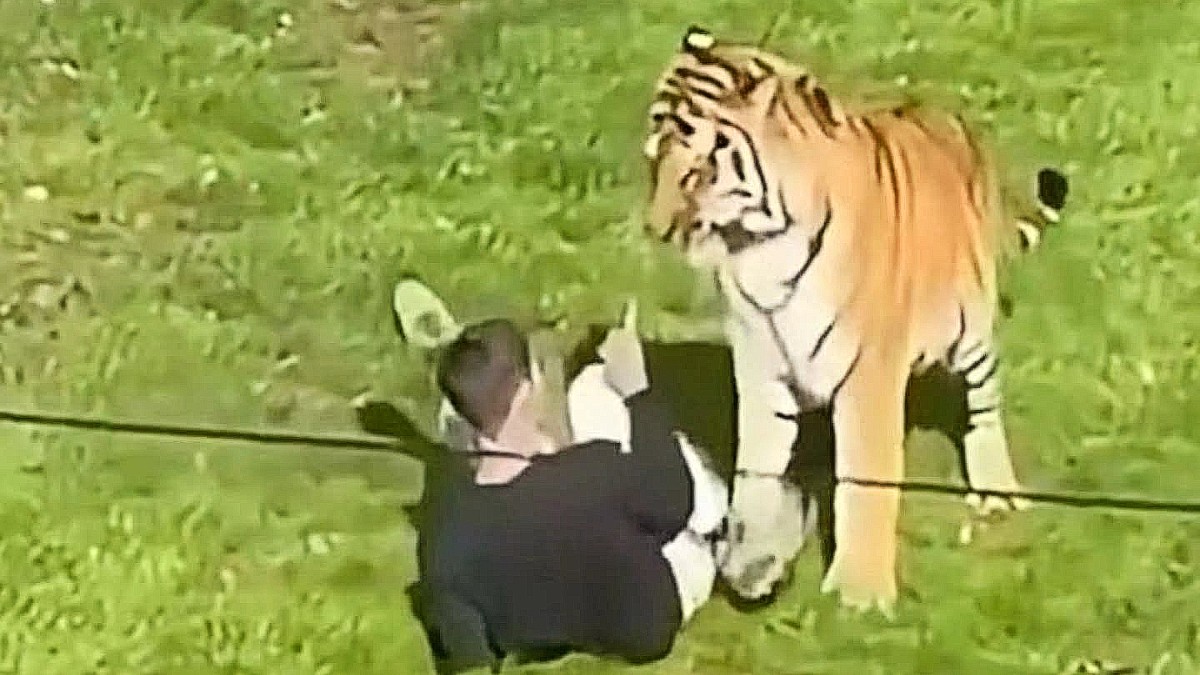 El ataque al interior del zoológico quedó captado en videos. |