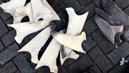Las aletas decomisadas pertenecían a tiburones alopias y carcharhinus, especies en peligro de extinción | Profepa vía X