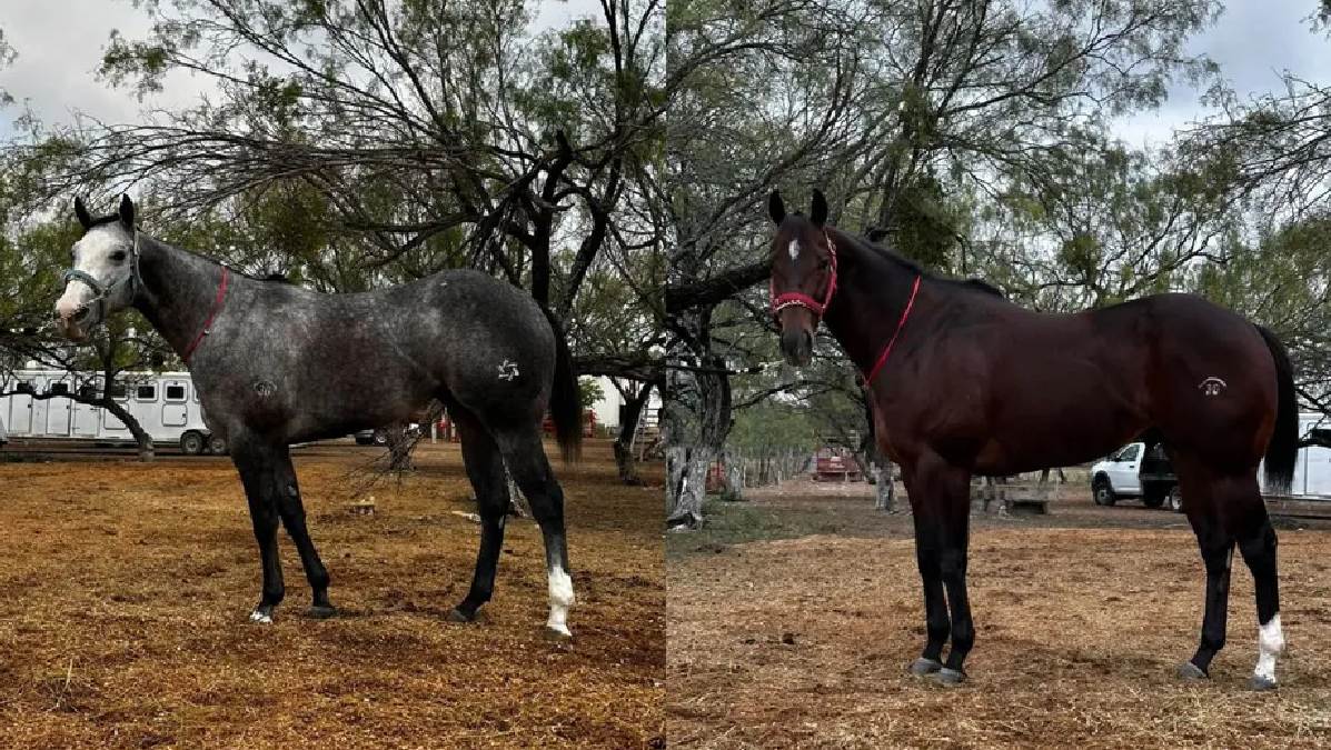 Entre los caballos asociados con la cuadra se encuentran ejemplares como La Sucesora y El Barba Mora.