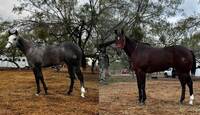 Entre los caballos asociados con la cuadra se encuentran ejemplares como La Sucesora y El Barba Mora.