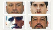 Los líderes y miembros del Cártel del Noreste compran caballos, muchos de ellos procedentes de Estados Unidos.