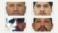 Los líderes y miembros del Cártel del Noreste compran caballos, muchos de ellos procedentes de Estados Unidos.