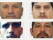 Los líderes y miembros del Cártel del Noreste compran caballos, muchos de ellos procedentes de Estados Unidos.