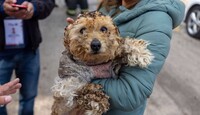 Resguardan a 11 animales tras deflagración en gasera de Coacalco.