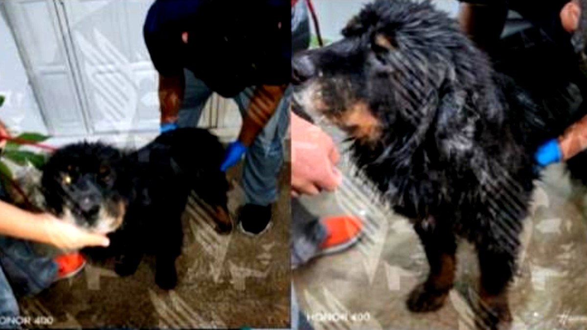 Hela, Masha, Naty, Hendall, Dirty, Shary y Jewelary son algunos de los caninos maltratados por el acusado / X: @FiscaliaPuebla