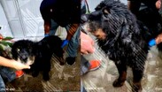 Hela, Masha, Naty, Hendall, Dirty, Shary y Jewelary son algunos de los caninos maltratados por el acusado / X: @FiscaliaPuebla