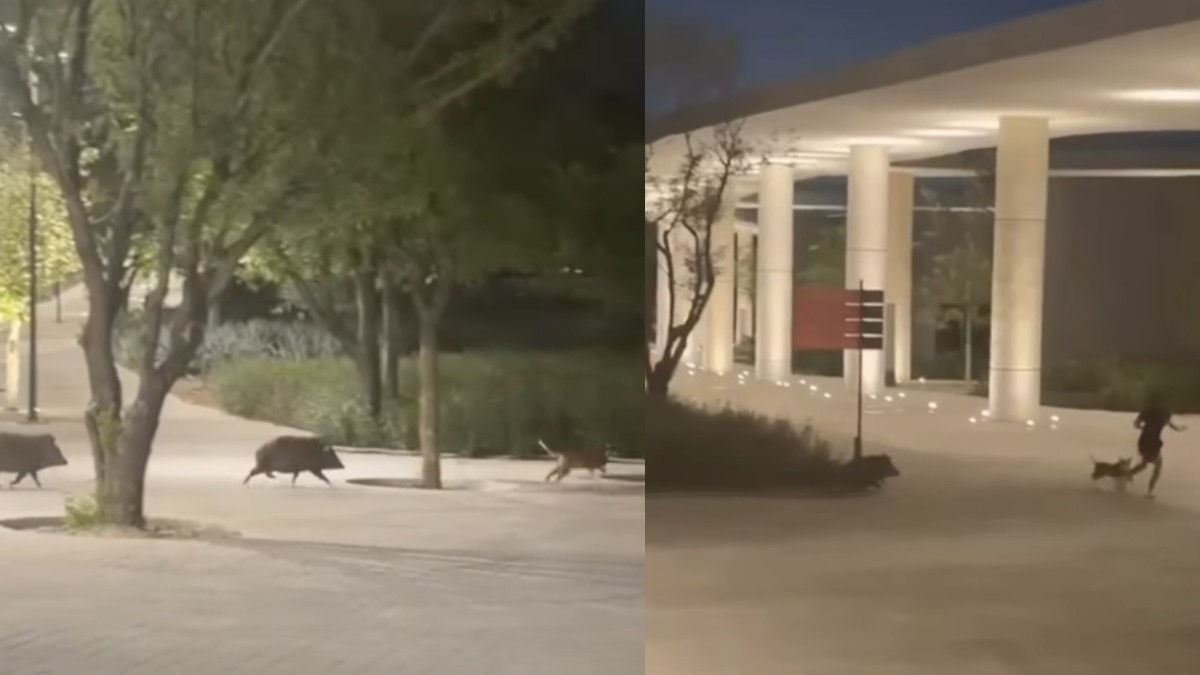 La presencia de estos animales silvestres representa un riesgo cuando se acercan a las zonas de convivencia humana