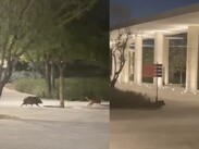 La presencia de estos animales silvestres representa un riesgo cuando se acercan a las zonas de convivencia humana
