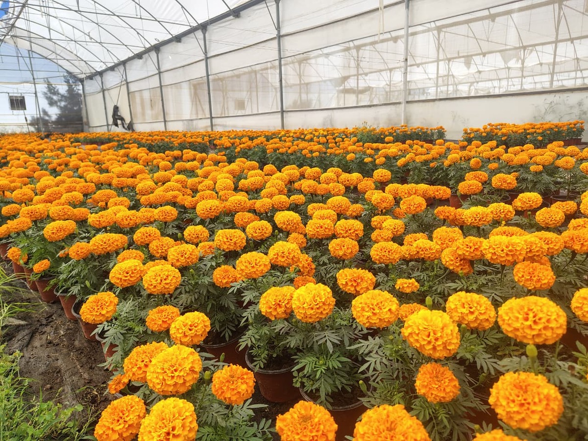 El rancho Los Chipotes busca ampliar el cultivo de plantas ornamentales ante la demanda estacional.