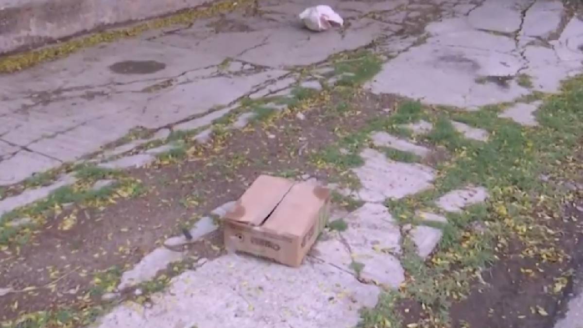 La acumulación inusual de restos de animales en la vía pública fue calificada como una amenaza directa a la salud.