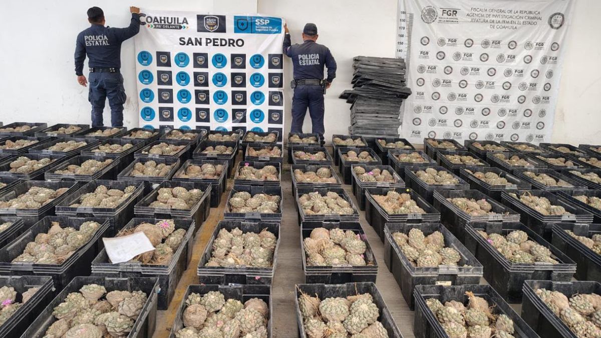 El chofer Álvaro “N” y el vehículo asegurado quedaron a disposición de la FGR en Torreón por tráfico de especie protegida.
