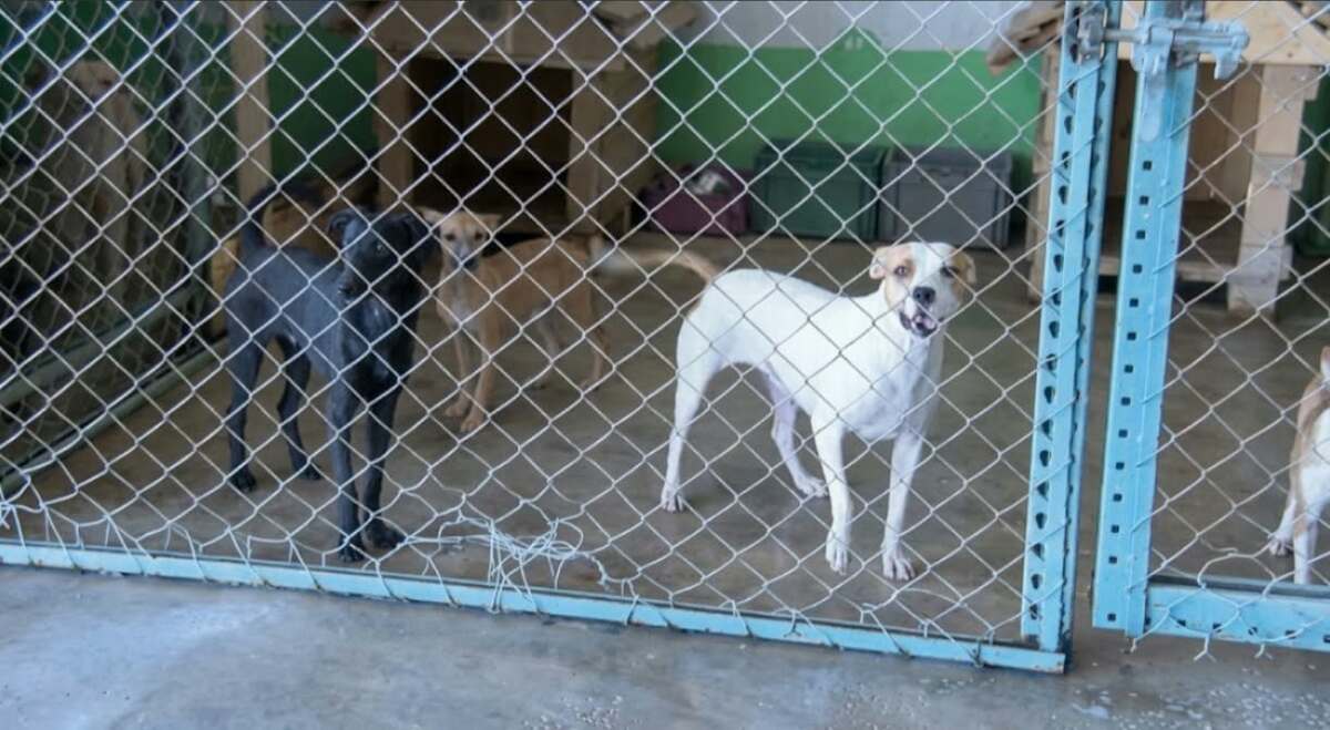 El proyecto pretende acercar a las familias a los animales rescatados y fortalecer la cultura de protección animal.