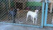 El proyecto pretende acercar a las familias a los animales rescatados y fortalecer la cultura de protección animal.
