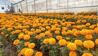 El rancho Los Chipotes busca ampliar el cultivo de plantas ornamentales ante la demanda estacional.