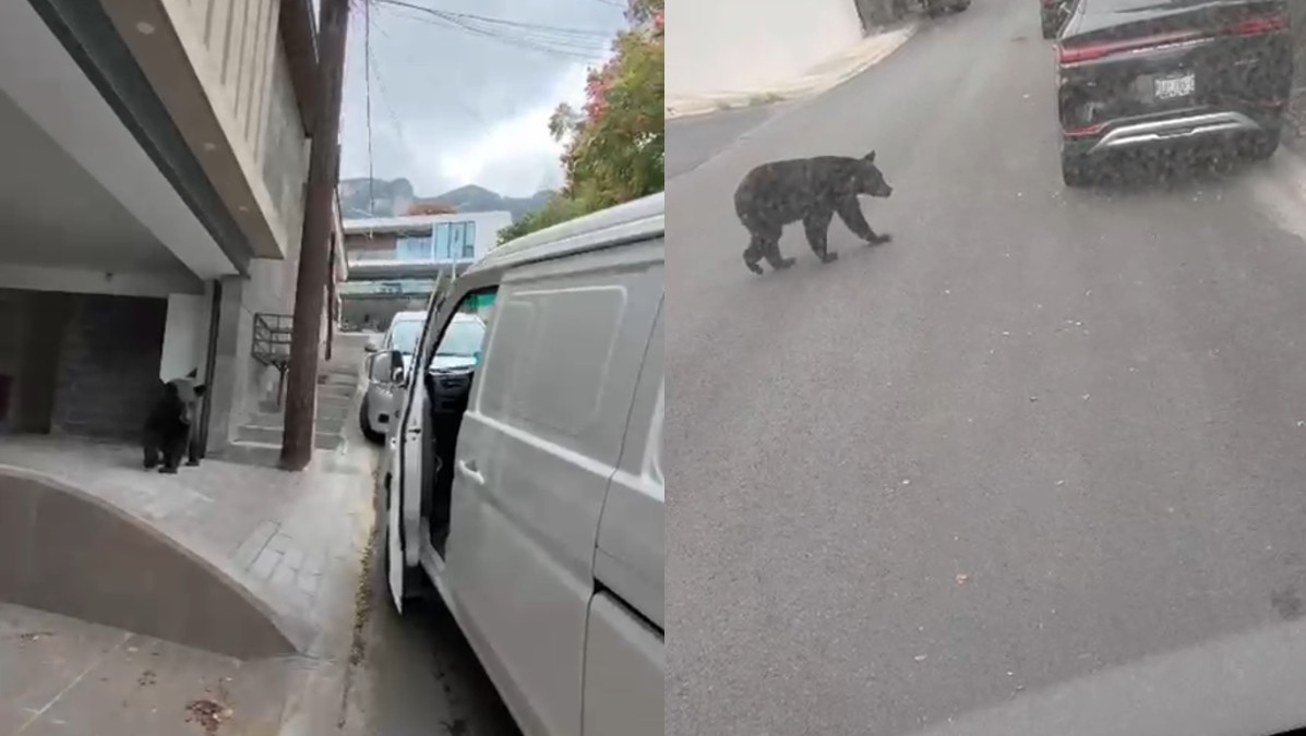 En las imágenes se observa al joven concluir la entrega de un paquete y después se topa con el oso.