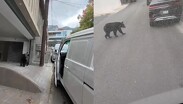 En las imágenes se observa al joven concluir la entrega de un paquete y después se topa con el oso.