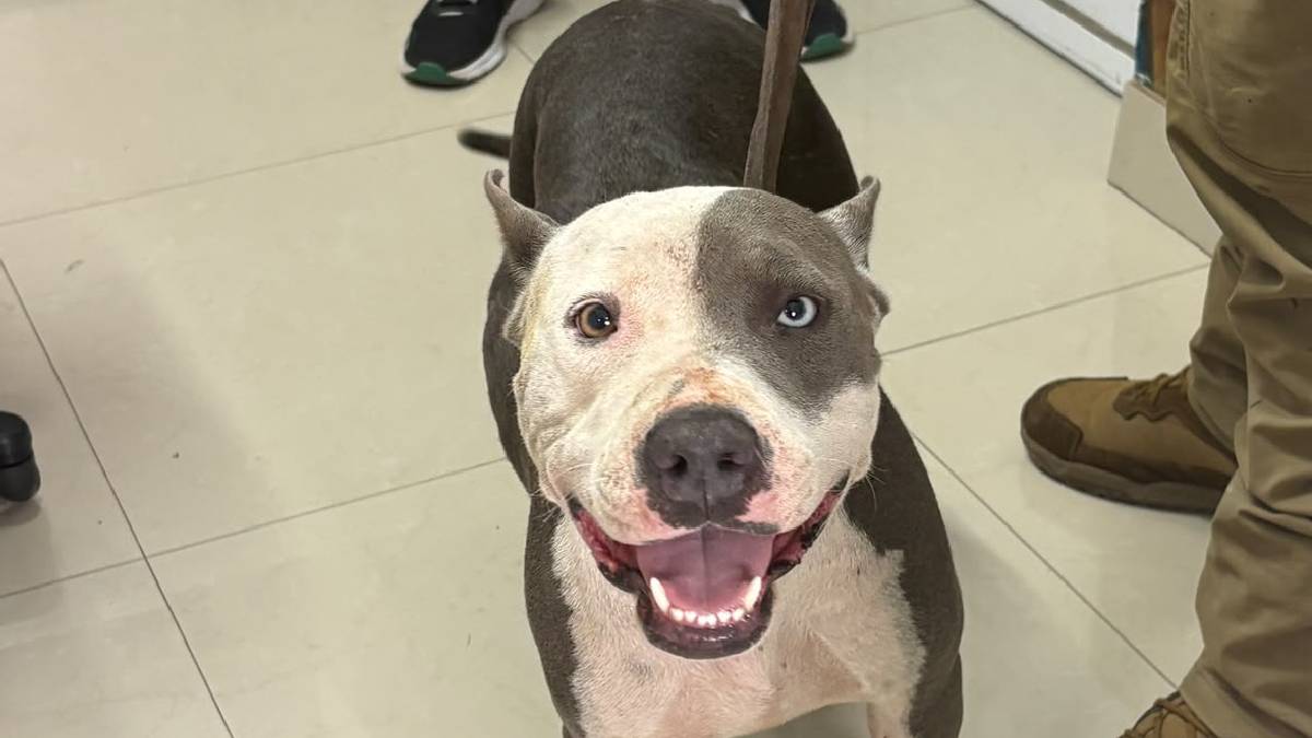 A través del trabajo permanente de la Unidad Canina, la DSPM reafirma sus labores orientadas al bienestar animal.