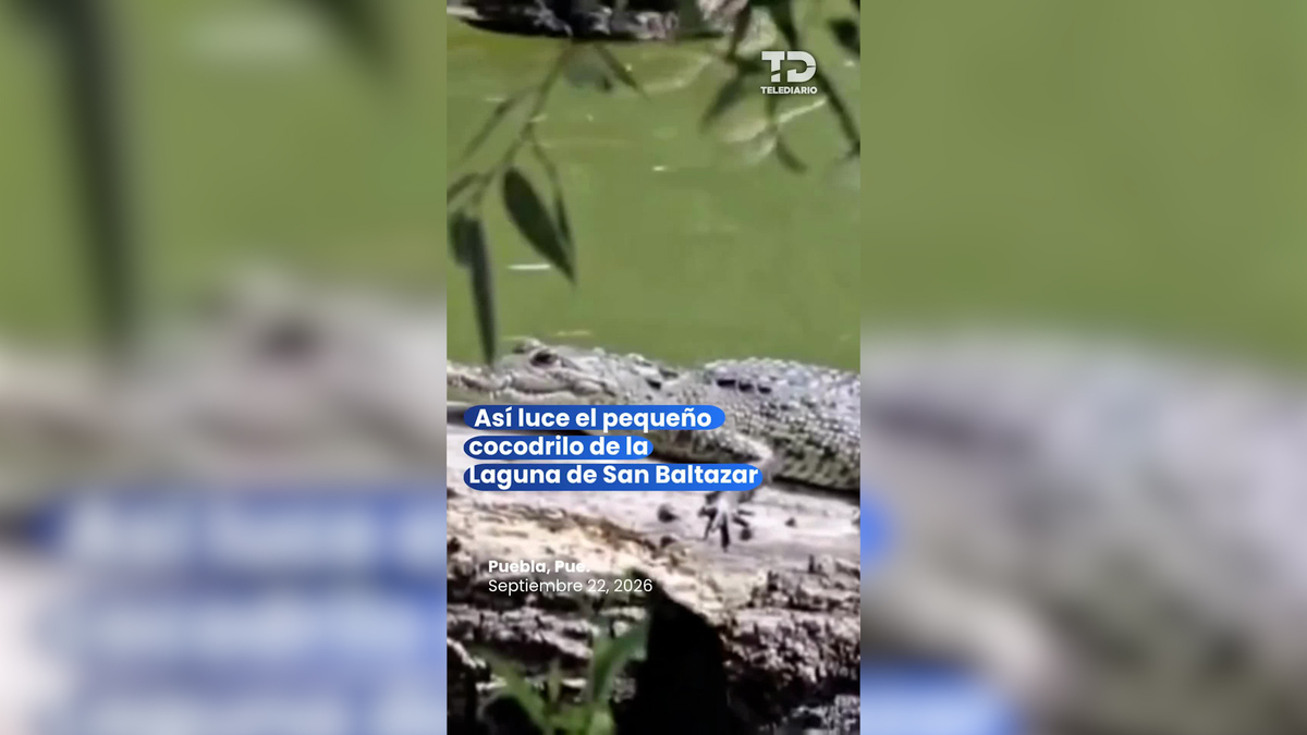 ¡San Baltazar tiene un nuevo vecino muy especial!
